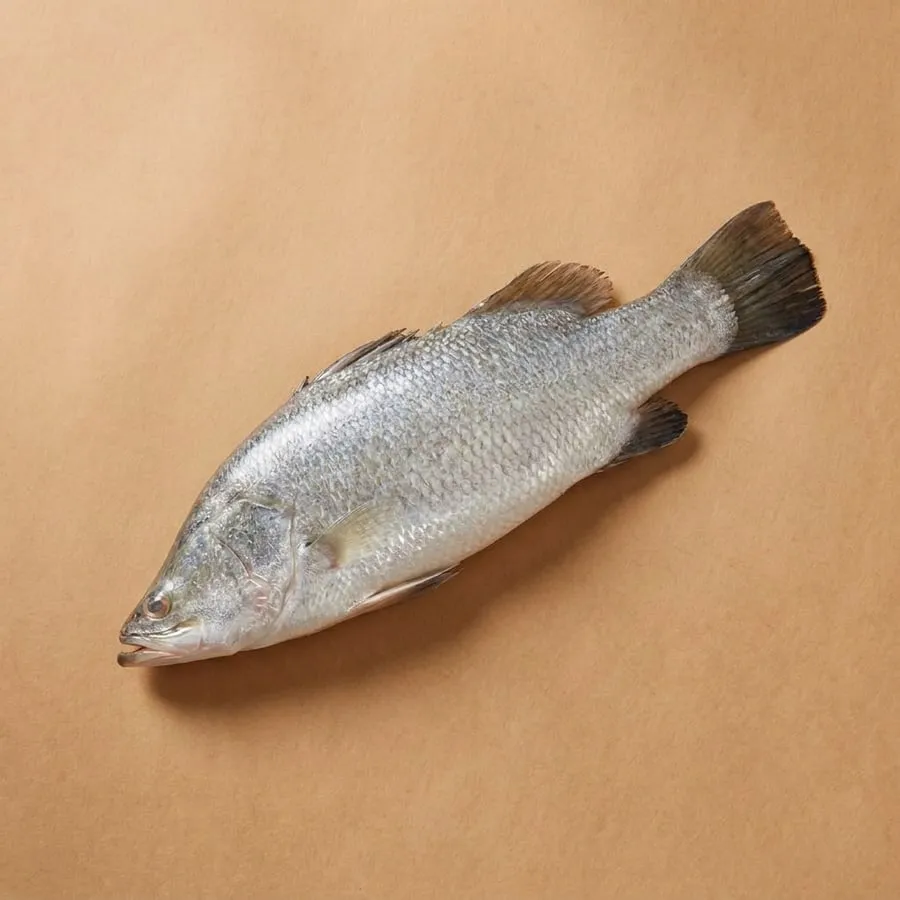 Barramundi