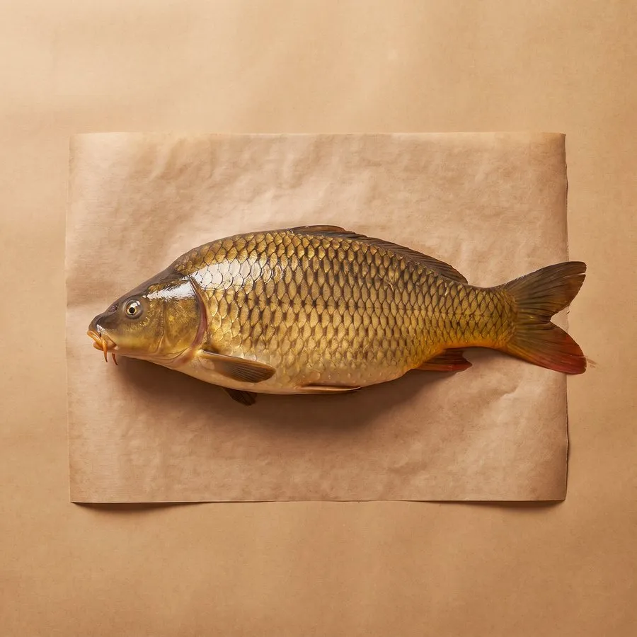Common carp