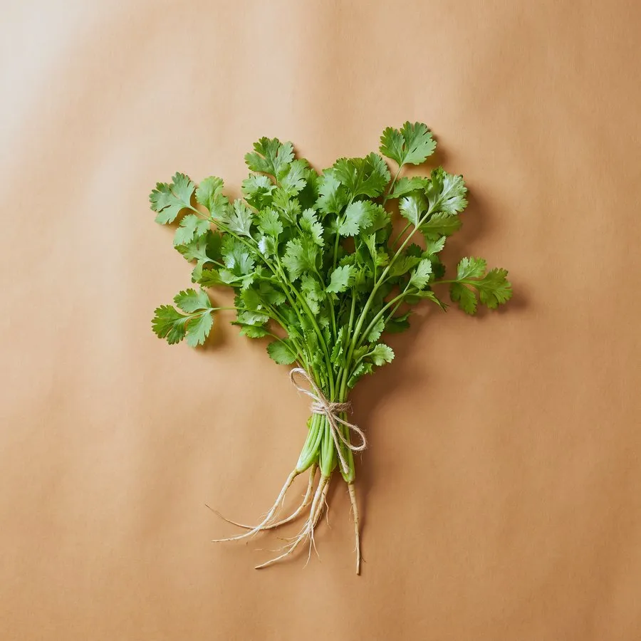 Coriander / cilantro