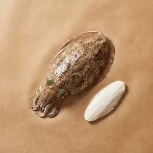 Cuttlefish