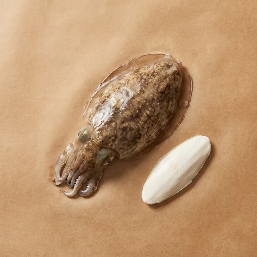 Cuttlefish