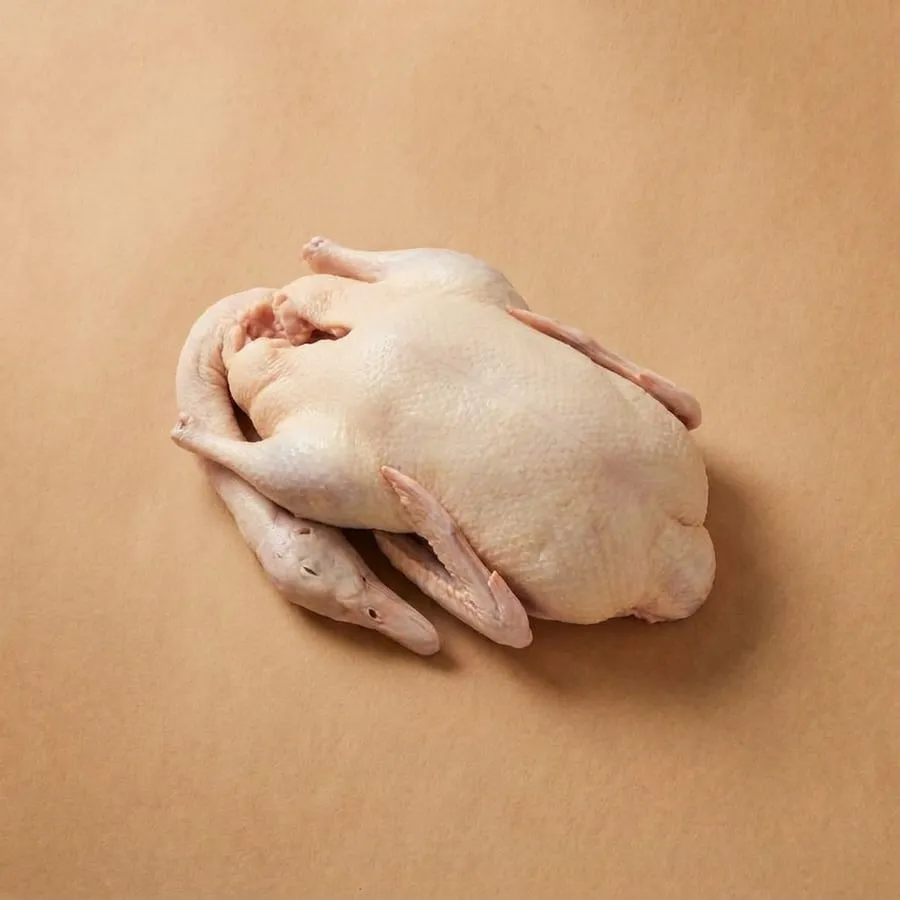 Duck