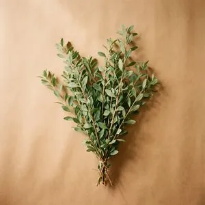 Goji leaves