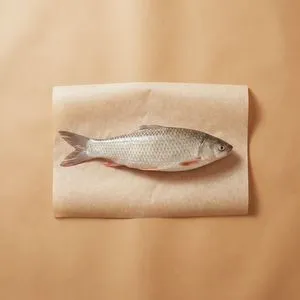 Mud carp