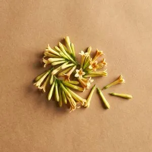 Night fragrant flower