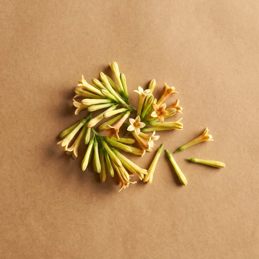 Night fragrant flower