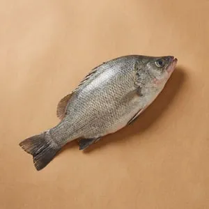 Silver perch