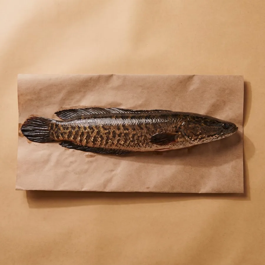 Snakehead fish