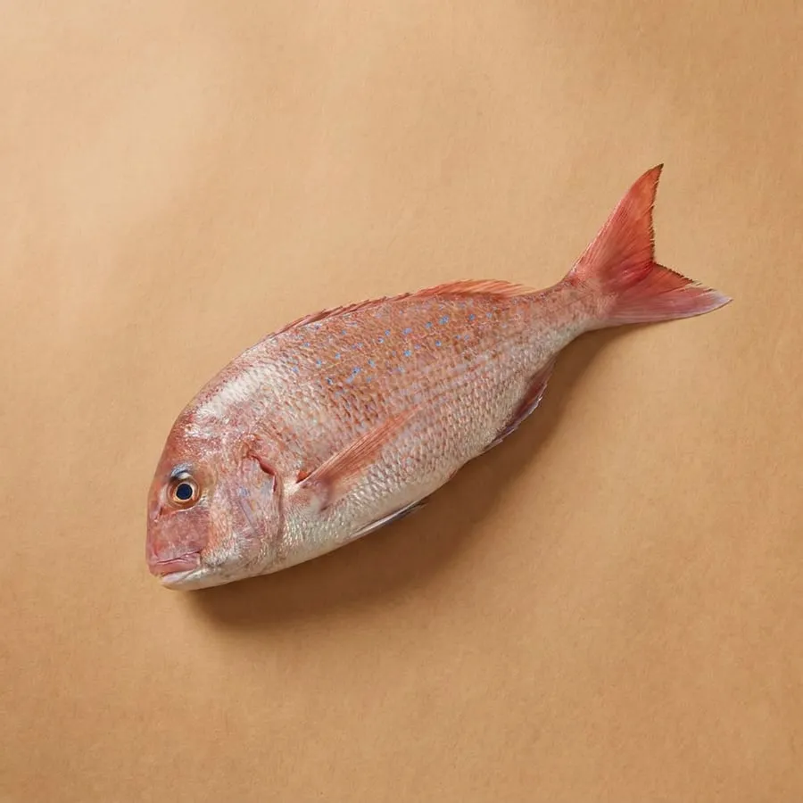 Snapper