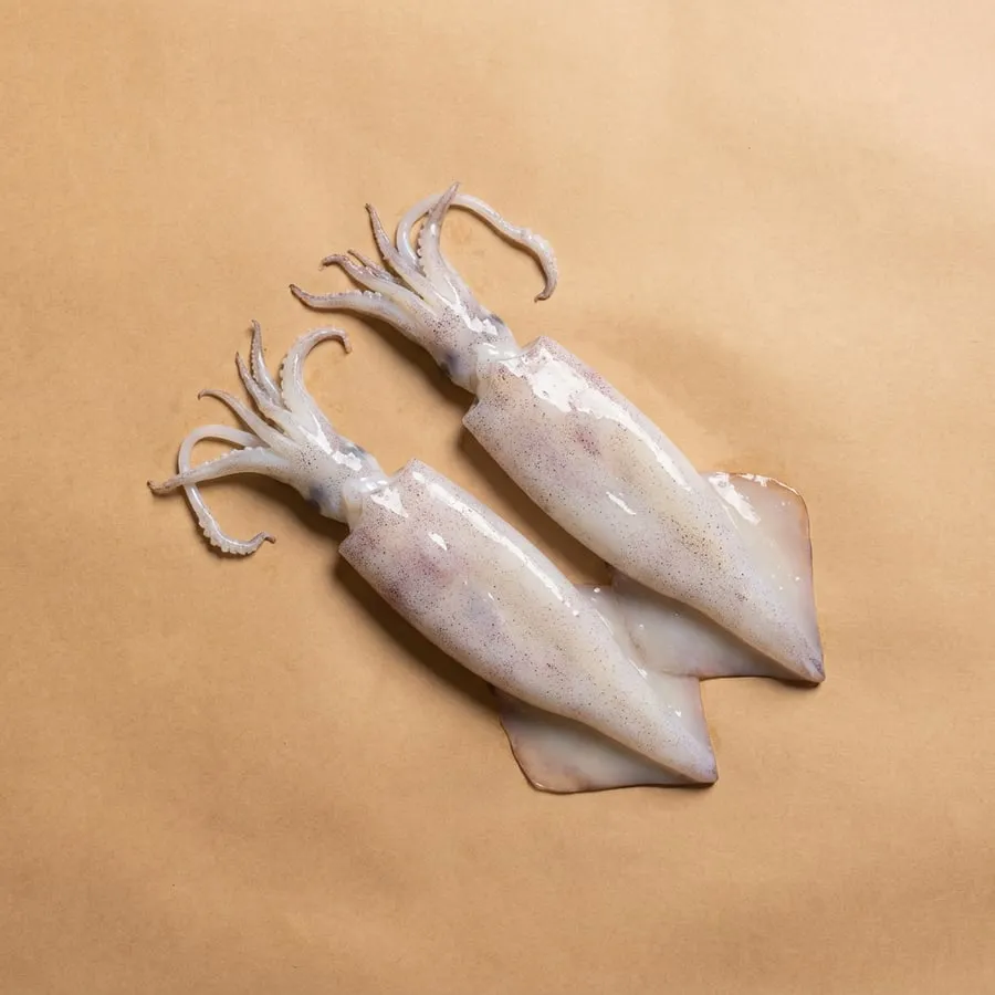 Squid