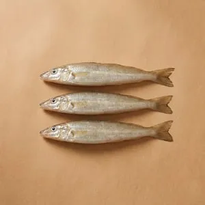 Whiting