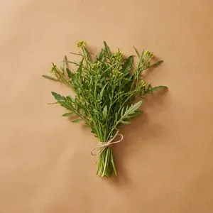 Yellowcress / marsh cress